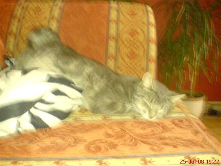 Blanding af racer Cirkeline - det er min/cirkelines moster Baune billede 12