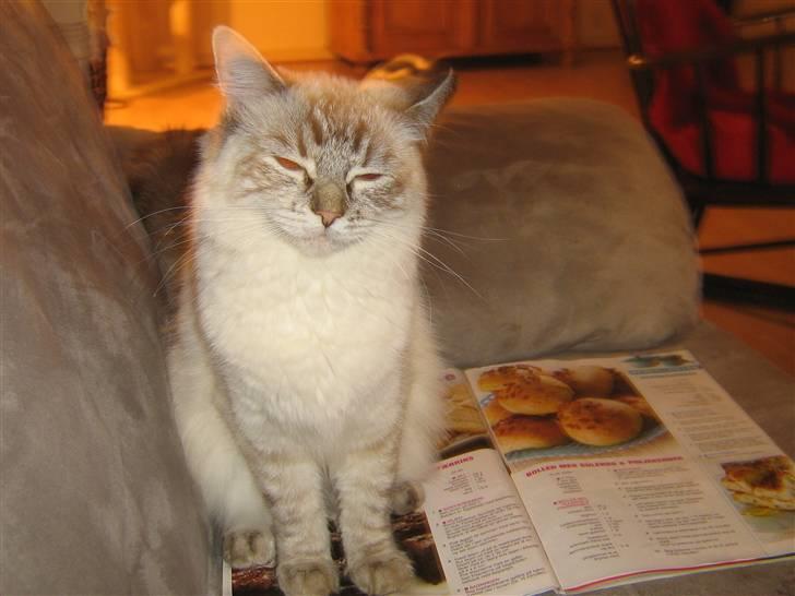 Ragdoll Bambi  billede 8