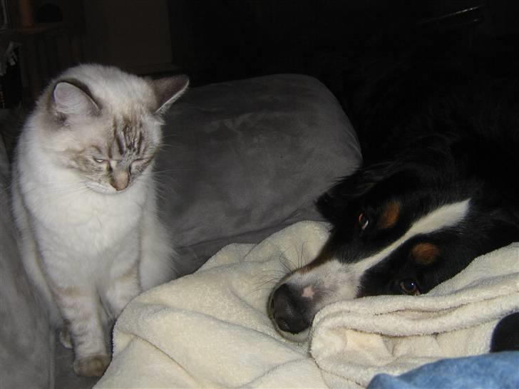 Ragdoll Bambi  billede 9