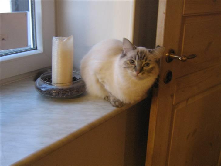 Ragdoll Bambi  billede 10