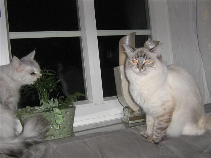 Ragdoll Bambi  billede 11