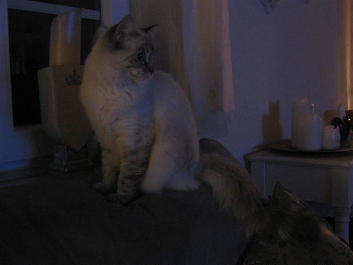 Ragdoll Bambi  billede 12