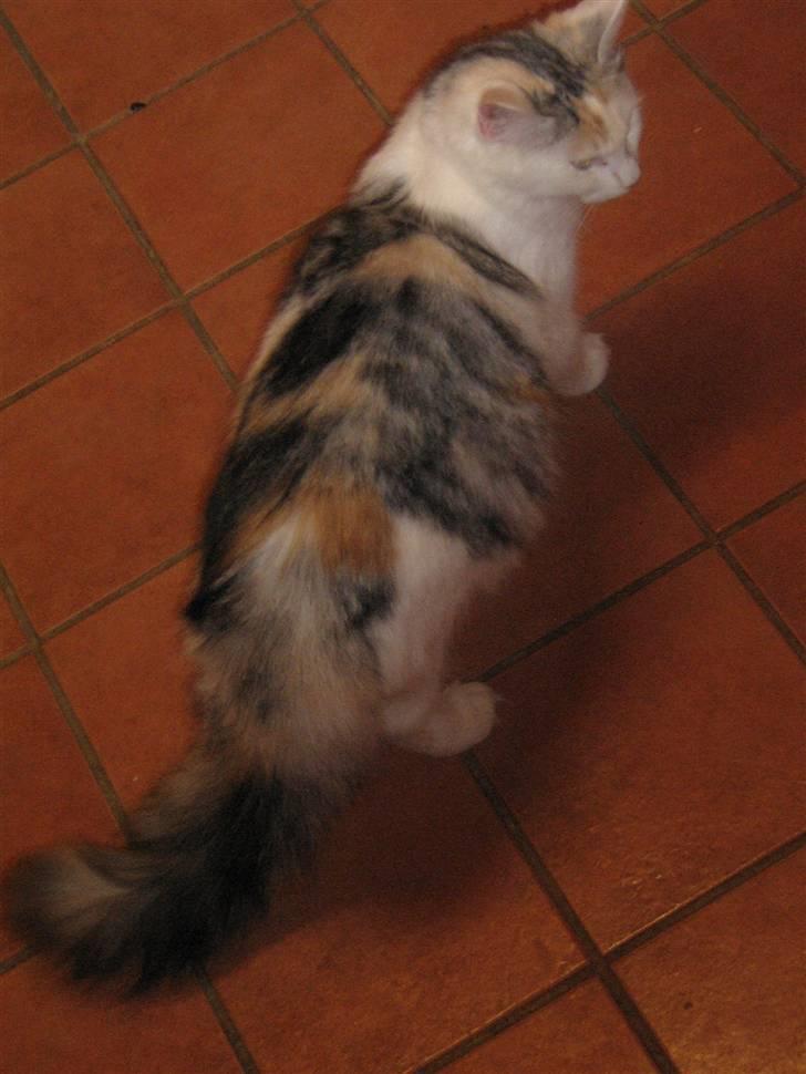 Blanding af racer Alma billede 18