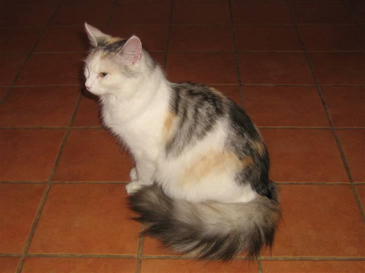 Blanding af racer Alma billede 19