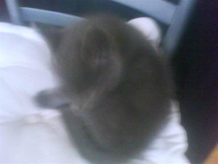 Blanding af racer Ninja/Lilleskid billede 1