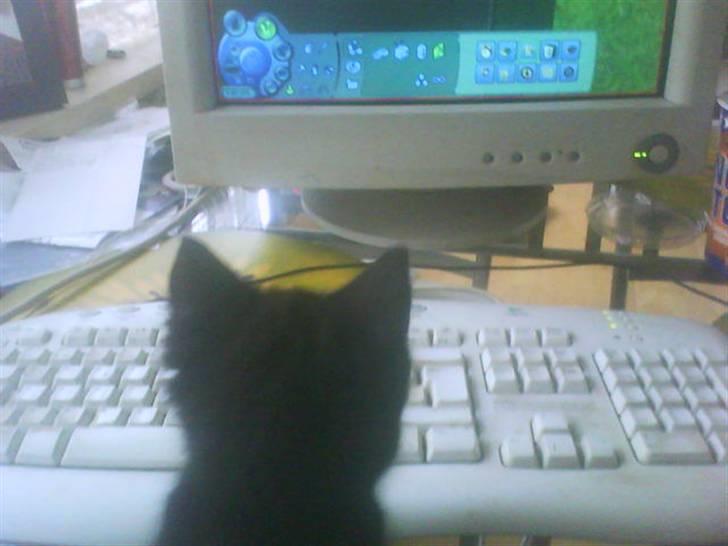 Blanding af racer Ninja/Lilleskid billede 2