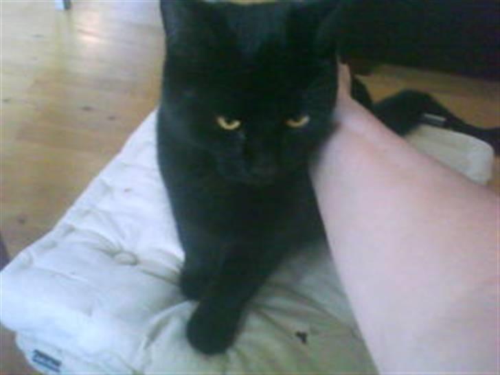 Blanding af racer Sorte Satan billede 1