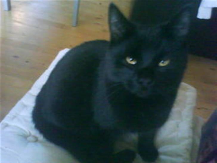 Blanding af racer Sorte Satan billede 2