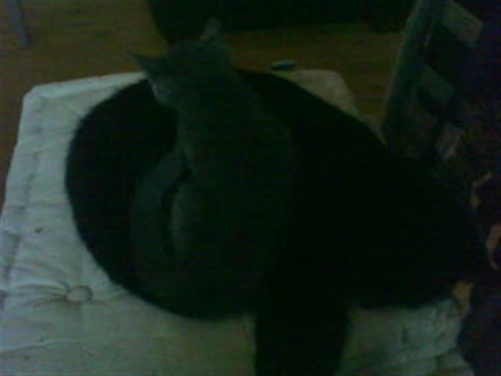 Blanding af racer Sorte Satan billede 3