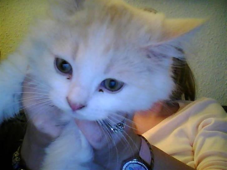 Blanding af racer loui - Loui 14 uger billede 1