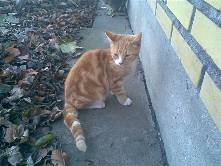 Huskat kællepot - seje striber :P billede 1