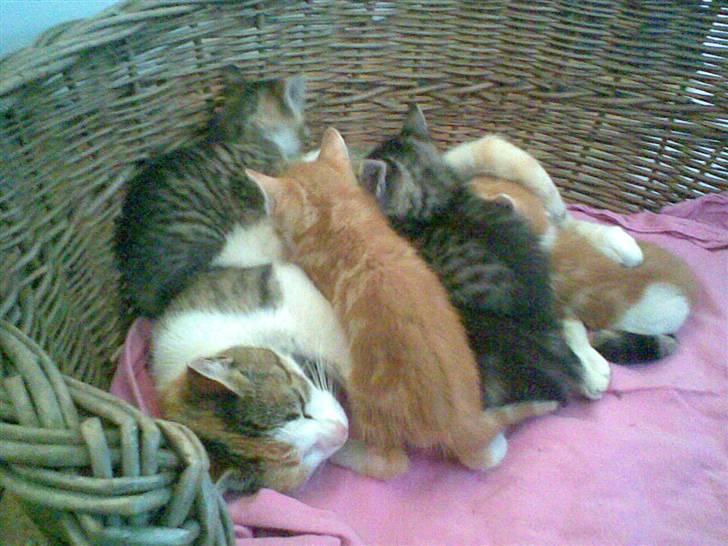 Huskat kællepot - mælk :P billede 2