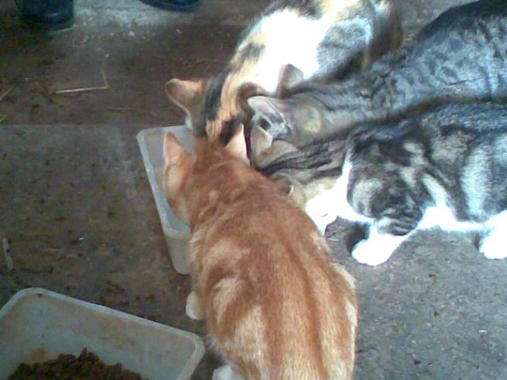 Huskat kællepot - namme nam :P billede 3