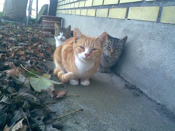 Huskat kællepot - yay :P billede 4