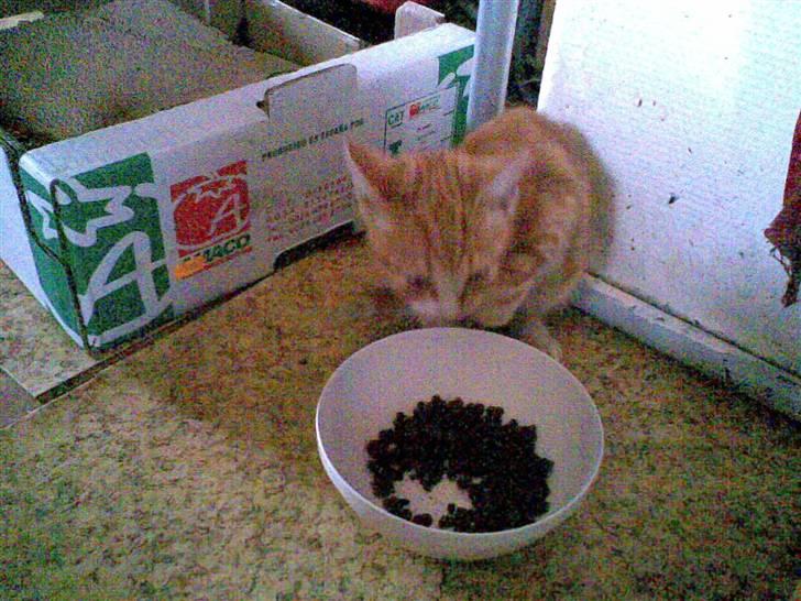 Huskat kællepot - mad? billede 5