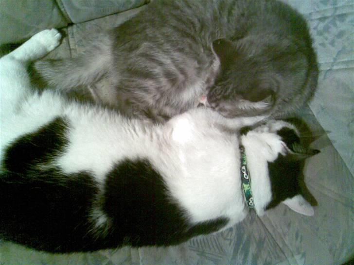 Huskat HAMMES R.I.P love you! billede 10