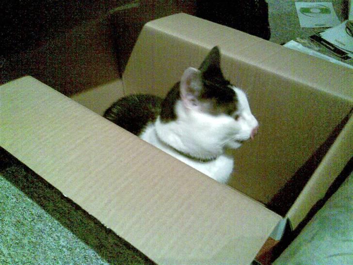 Huskat HAMMES R.I.P love you! - hammes elsker papkasser!! billede 11