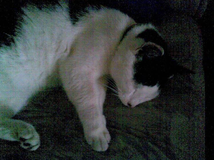 Huskat HAMMES R.I.P love you! billede 12