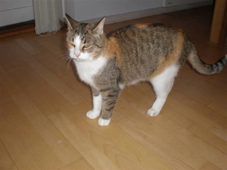 Blanding af racer Fanta billede 16