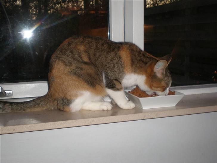 Blanding af racer Fanta billede 17