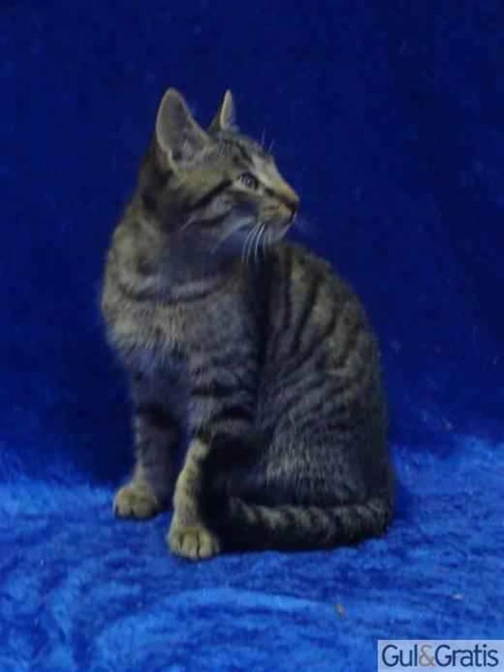 Huskat max billede 1