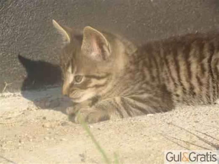 Huskat max billede 2