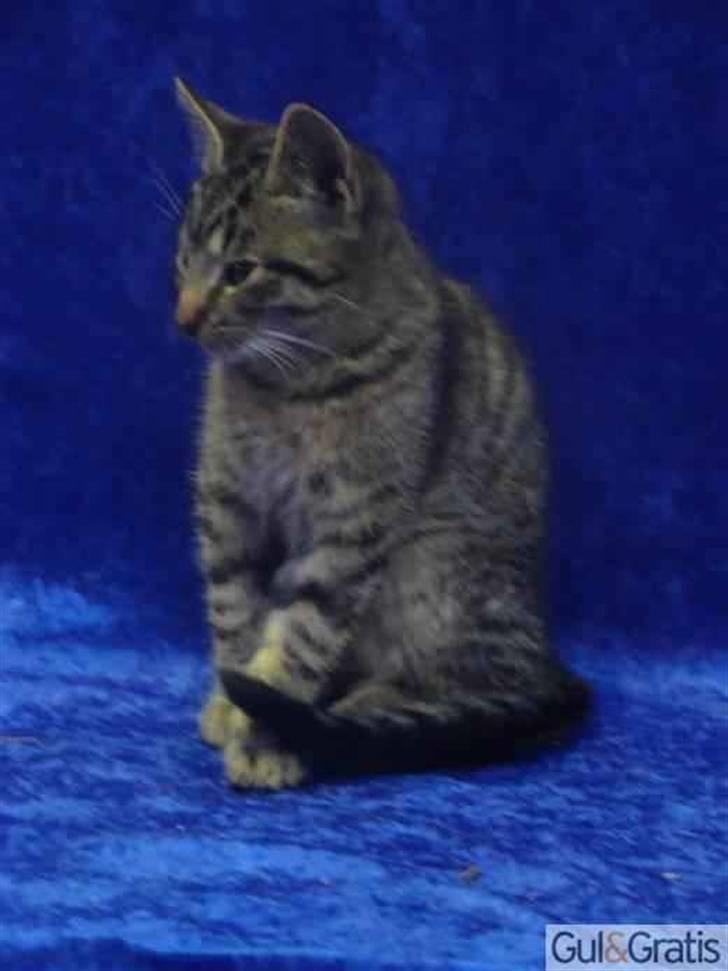 Huskat max billede 3