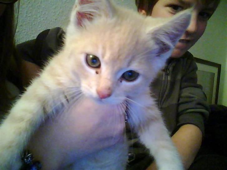 Blanding af racer Leo billede 2