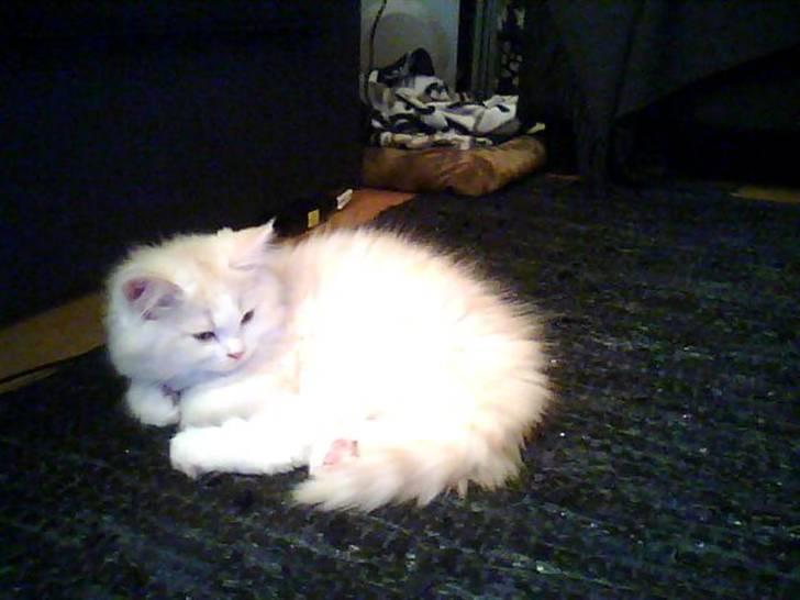 Blanding af racer loui billede 2