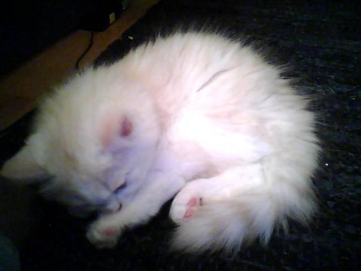 Blanding af racer loui billede 3