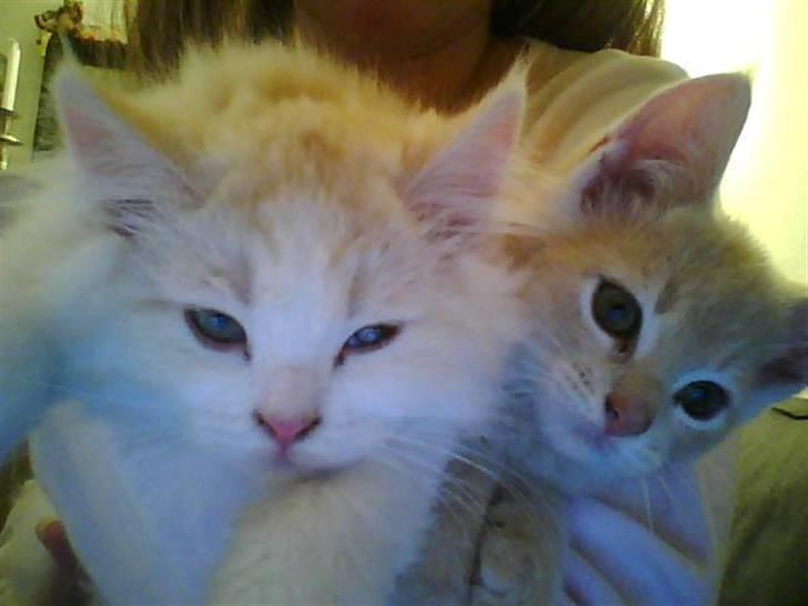 Blanding af racer loui billede 4