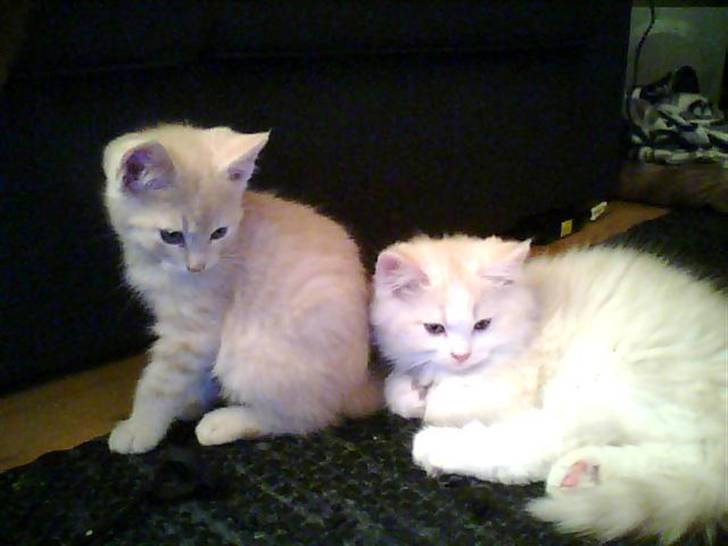 Blanding af racer loui billede 5