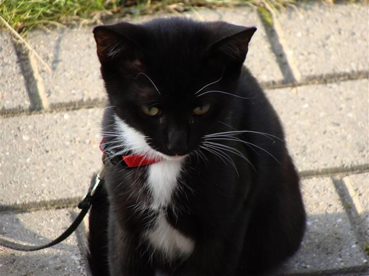 Norsk Skovkat Ludvig - Ludvig er fotogen [; <3 Såså dejlig ;i <3 billede 14