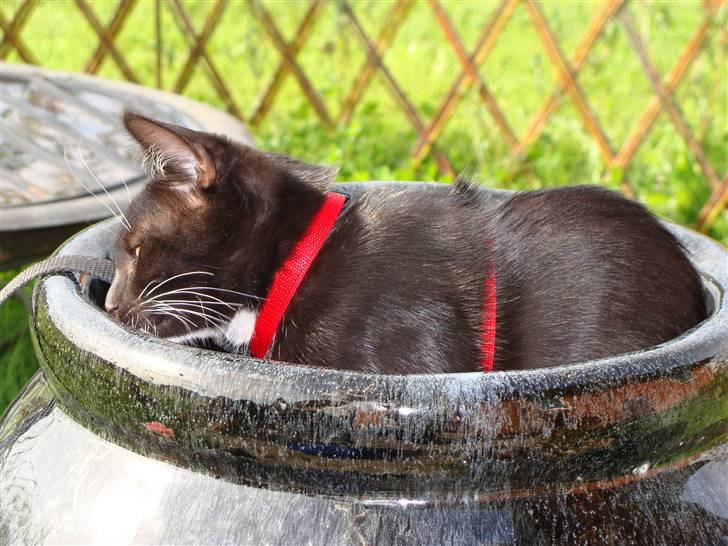 Norsk Skovkat Ludvig - Du tæller, jeg gemmer mig ! ........ ,,Her finder hun mig andrig, jeg er helt usynlig"  .. ? Haha Ludvig <3 Tak for kigget [: - Lig gerne en bedømmelse og en komentar <3 billede 15