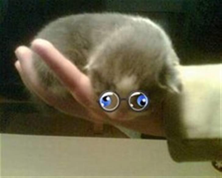 Blanding af racer Anton - en uge gammel... billede 6