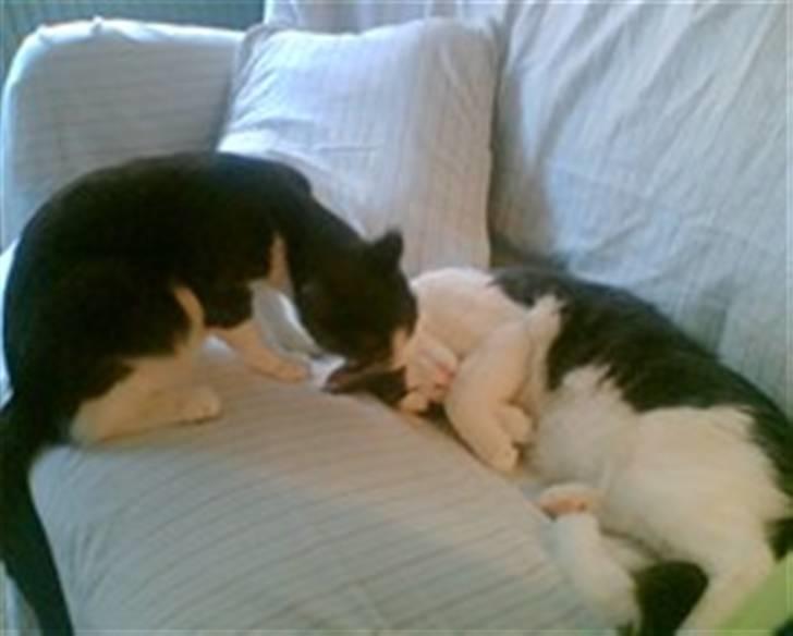 Blanding af racer Anton - ahh så skal man os vaskes... billede 7