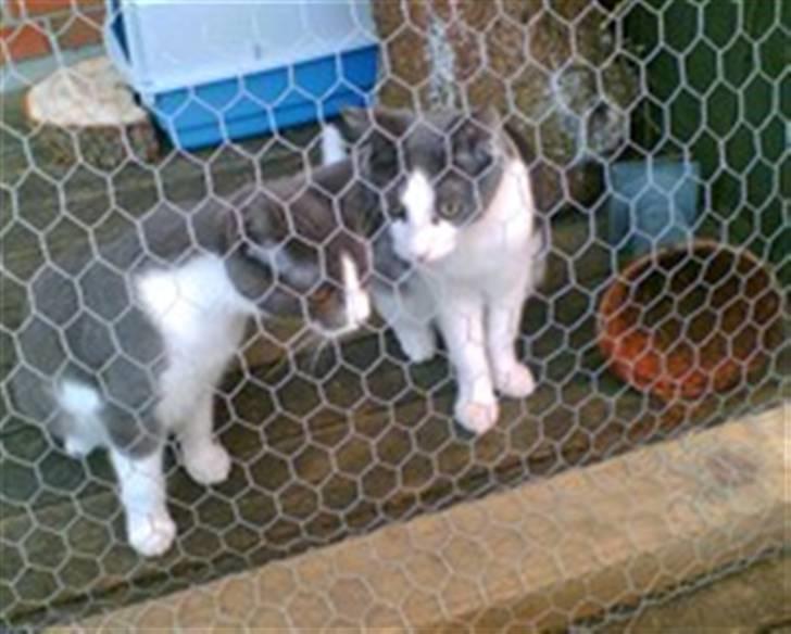 Blanding af racer Anton - løbegården billede 8