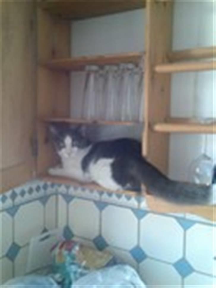 Blanding af racer Anton - hvem siger der kun kan være glas på hylden?! billede 9