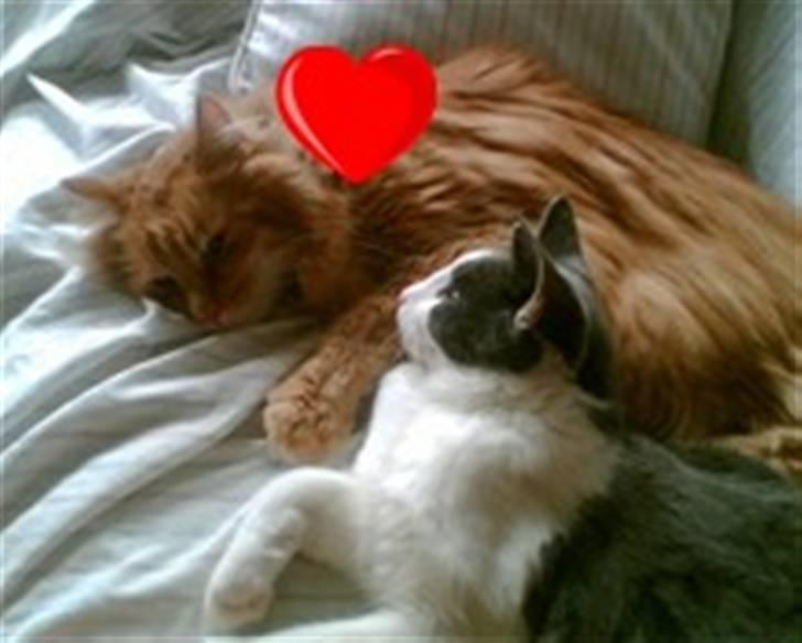 Blanding af racer Anton - Antons gamle ven Røde (R.I.P.) billede 10