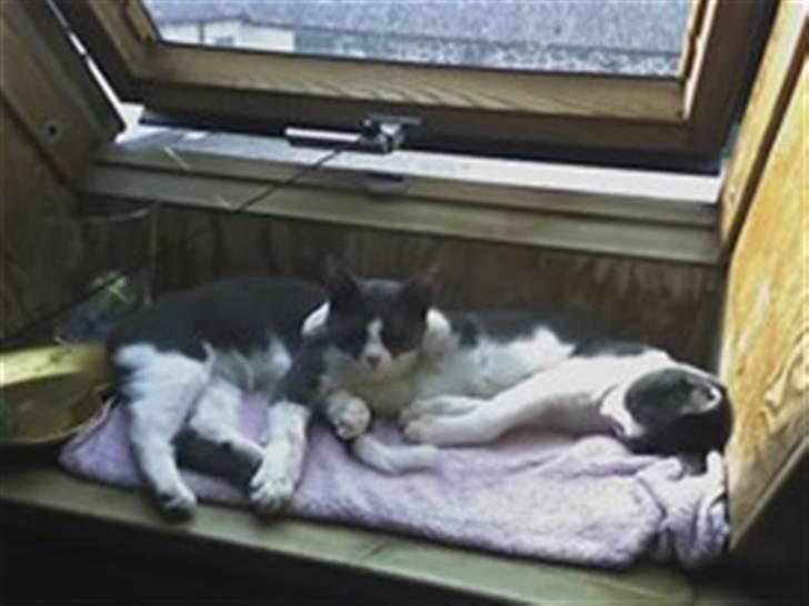 Blanding af racer Anton - Søskende putter i vundueskarmen billede 11