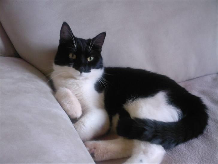 Blanding af racer Frede - Hvor er jeg blevet stor og dejlig billede 1