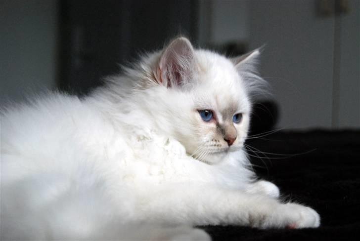 Hellig Birma DeLaCour's Blanchefleur - Fleur 12 uger gammel... Hun er så smuk billede 14