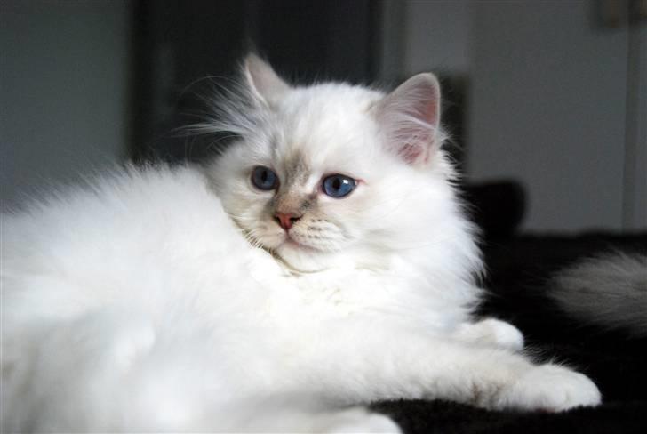 Hellig Birma DeLaCour's Blanchefleur - Fleur 12 uger gammel... Hun er så smuk billede 15