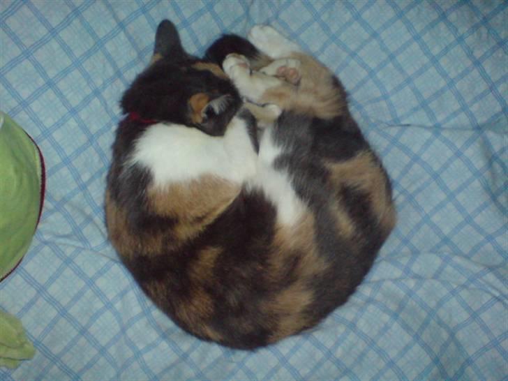 Huskat Nuggie - Den ligger og sover :) billede 13