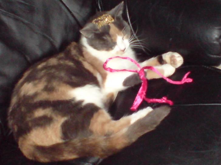 Huskat Nuggie - Den ligger og slapper af da jeg kom og satte et bånd om dens ben :) billede 14