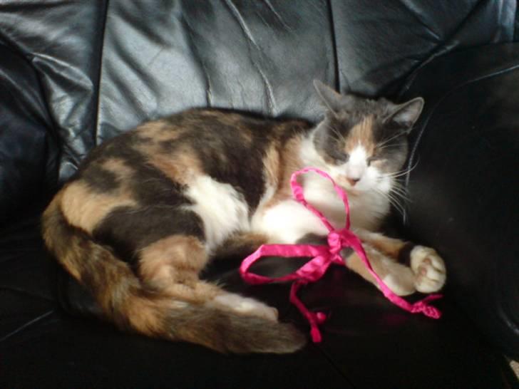 Huskat Nuggie - Nåårh den er så sød <3 billede 15