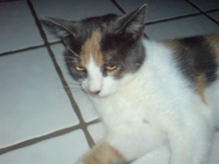 Huskat Nuggie - Buttie skat <3 billede 16