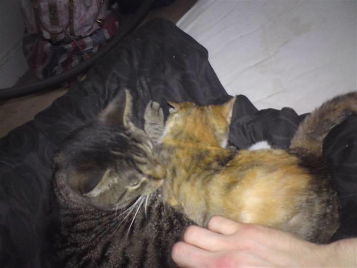 Blanding af racer Malou  billede 6