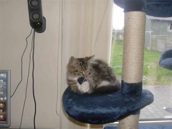 Maine Coon Freja - Så fik jeg den... billede 11