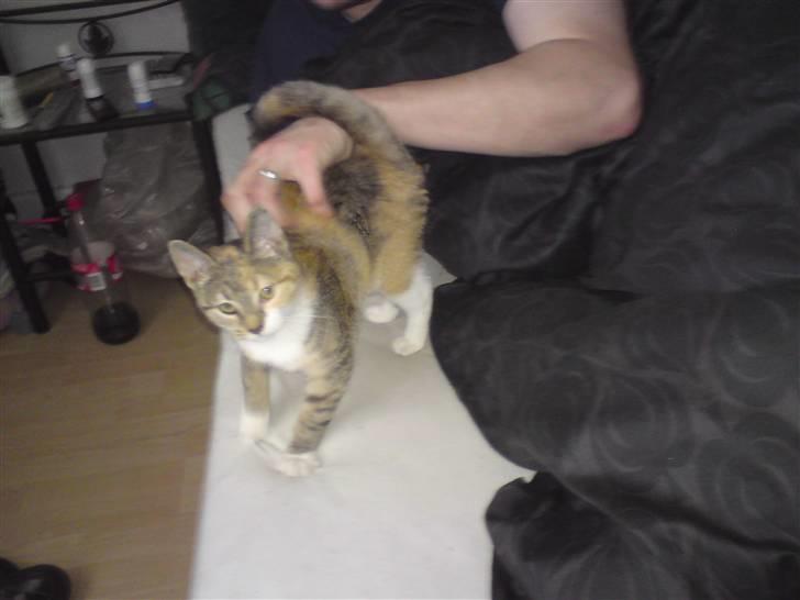 Blanding af racer Malou  billede 7